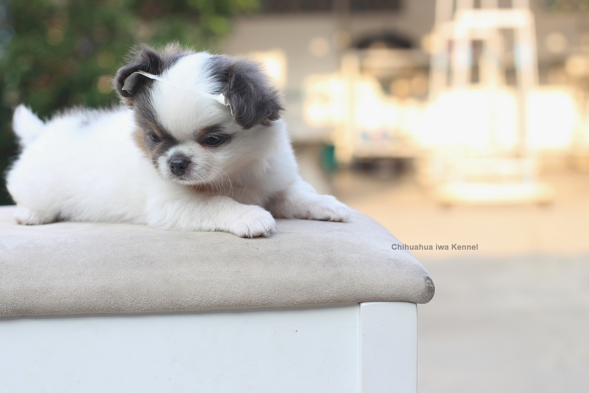 ชิวาวา ลูกสุนัขชิวาวา chihuahua