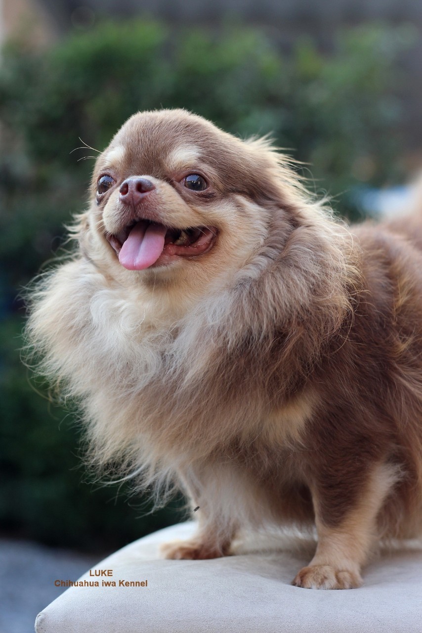 พ่อพันธุ์ชิวาวา chihuahua ชิวาวา