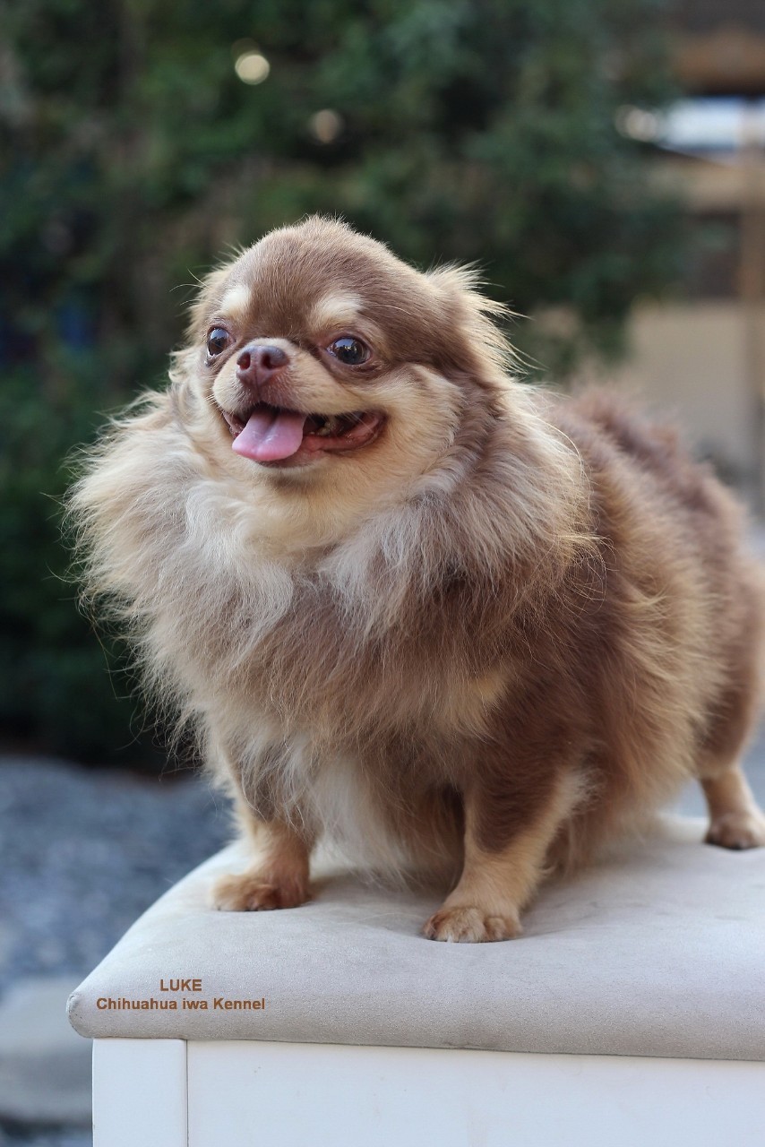 พ่อพันธุ์ชิวาวา chihuahua ชิวาวา