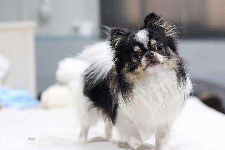 #chihuahuathailand #chihuahua #ชิวาว่า #ชิวาวา