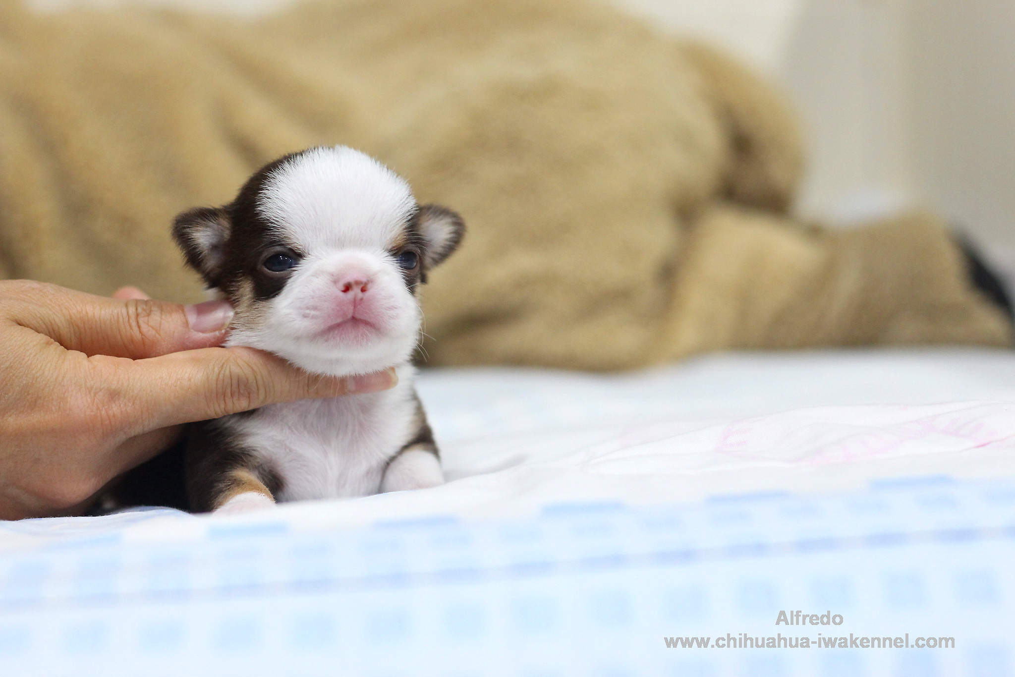 chihuahuathailand chihuahuakennel
ชิวาวา
ชิวาว่า