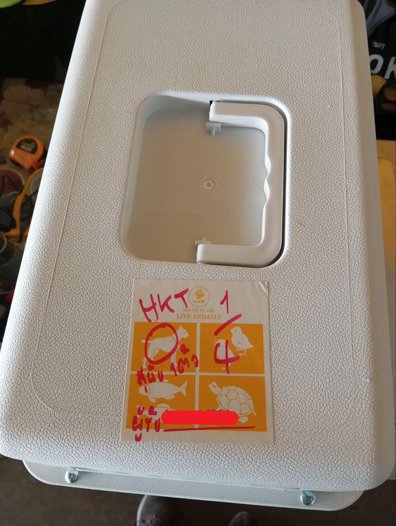 chihuahuathailand 
chihuahua 
ชิวาว่า 
ชิวาวา