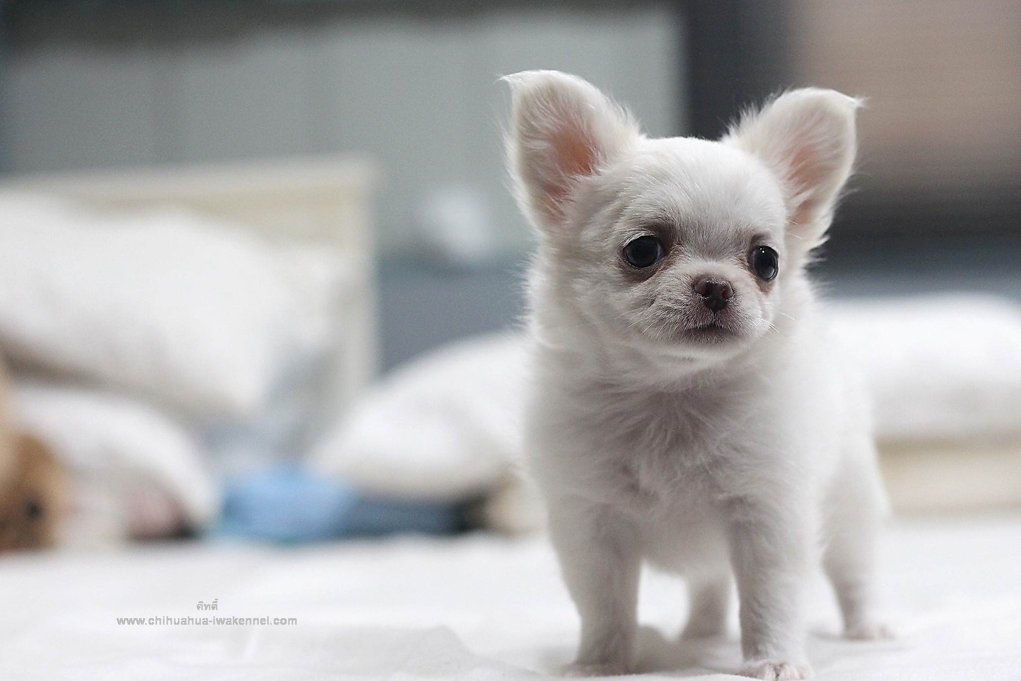 chihuahuathailand 
chihuahua 
ชิวาว่า 
ชิวาวา