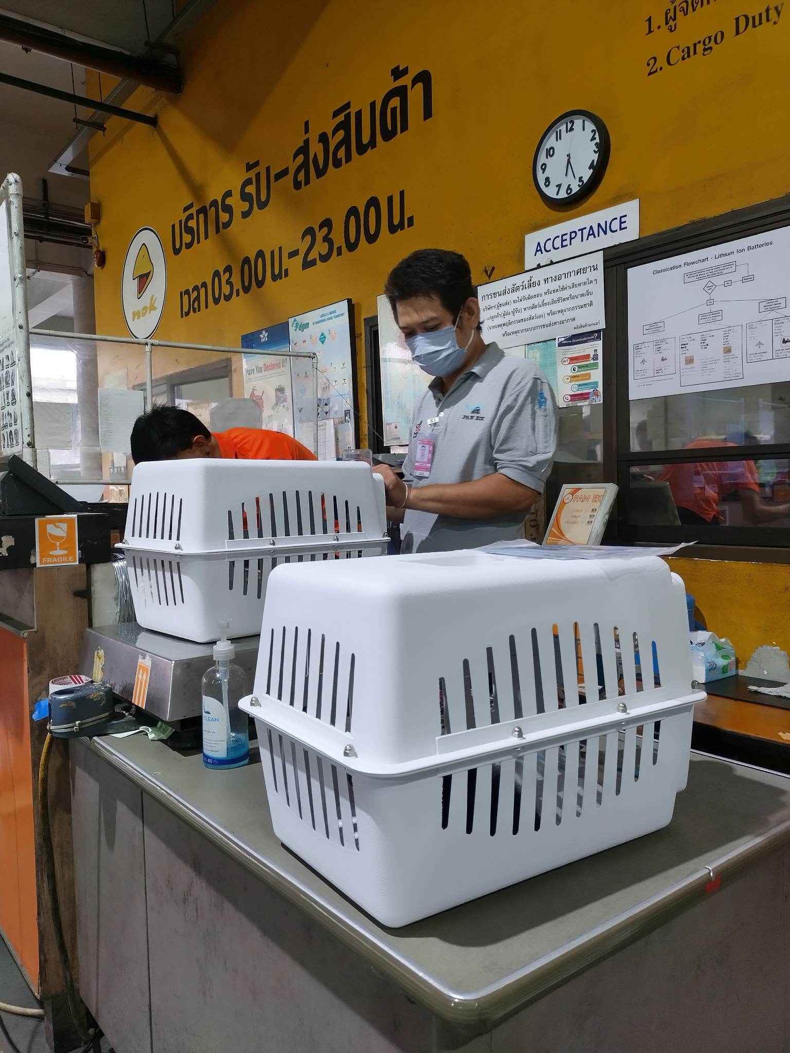 chihuahuathailand 
chihuahua 
ชิวาว่า 
ชิวาวา