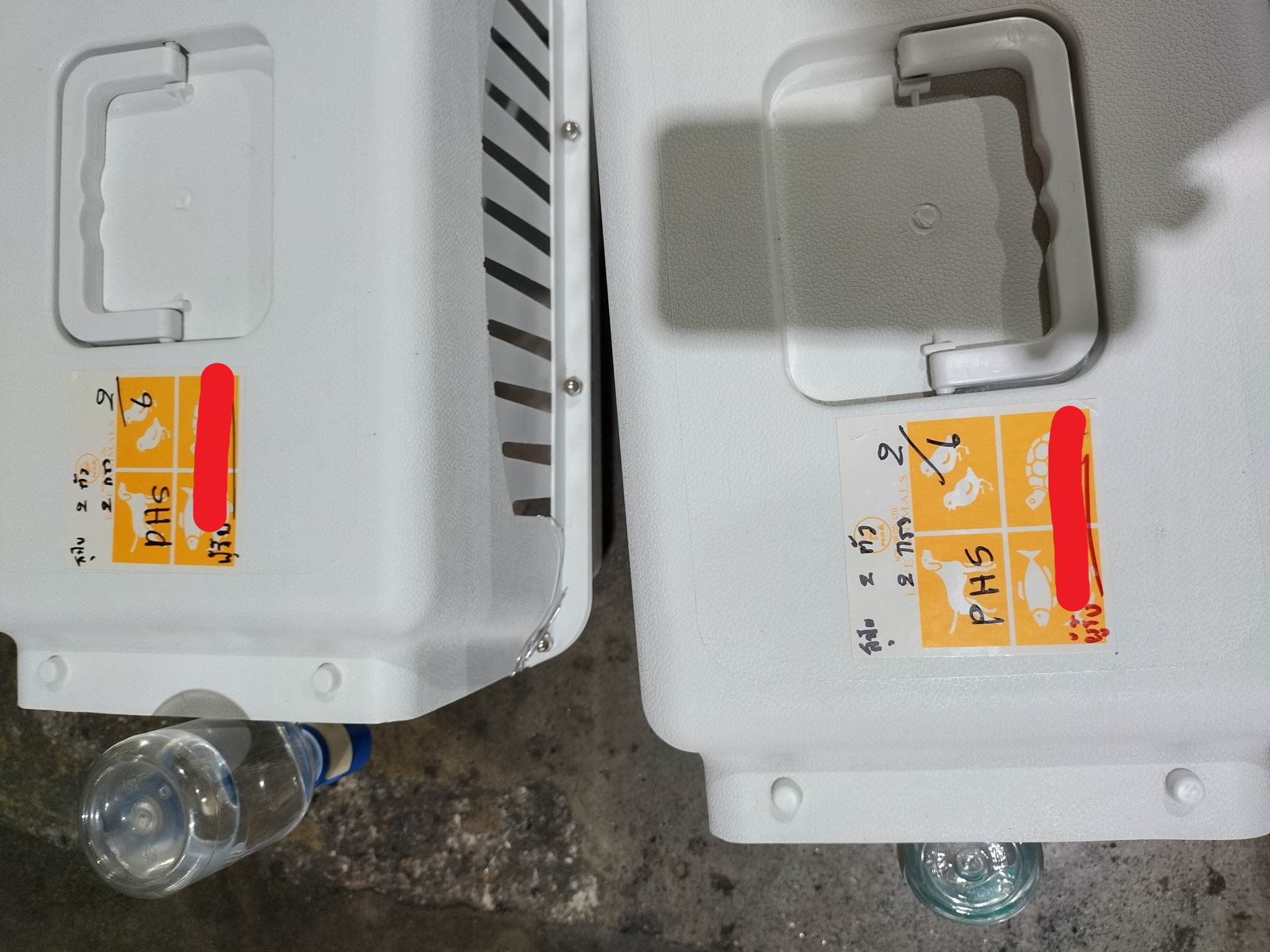 chihuahuathailand 
chihuahua 
ชิวาว่า 
ชิวาวา