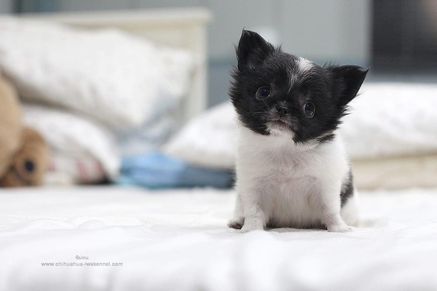 chihuahuathailand 
chihuahua 
ชิวาว่า 
ชิวาวา