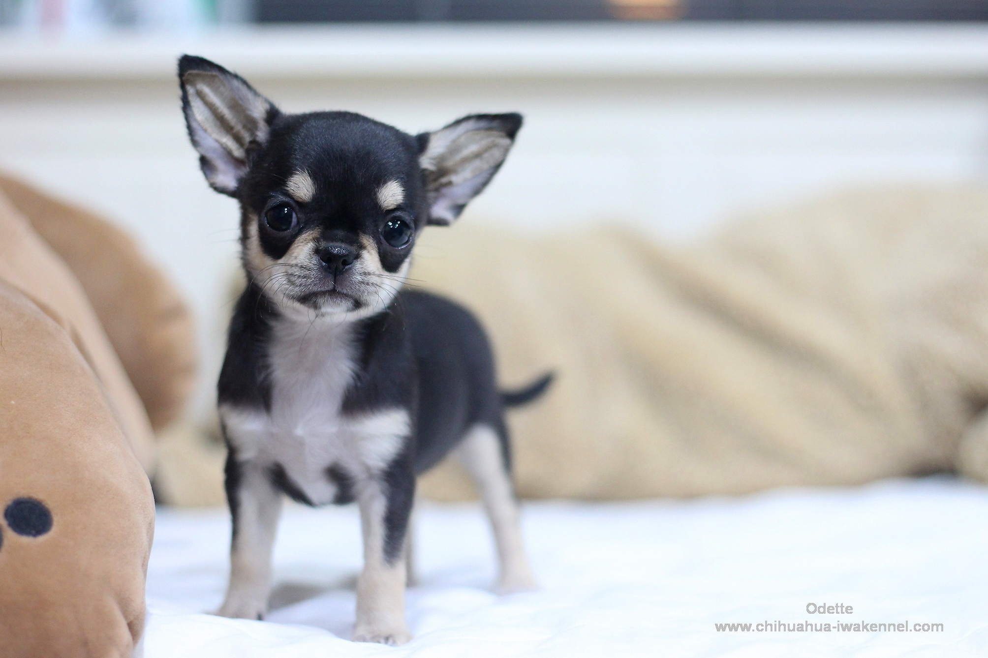 chihuahuathailand 
chihuahua 
ชิวาว่า 
ชิวาวา