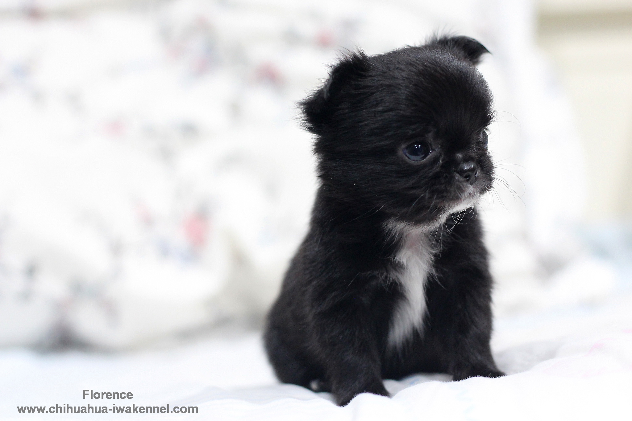 chihuahuathailand 
chihuahua 
ชิวาว่า 
ชิวาวา