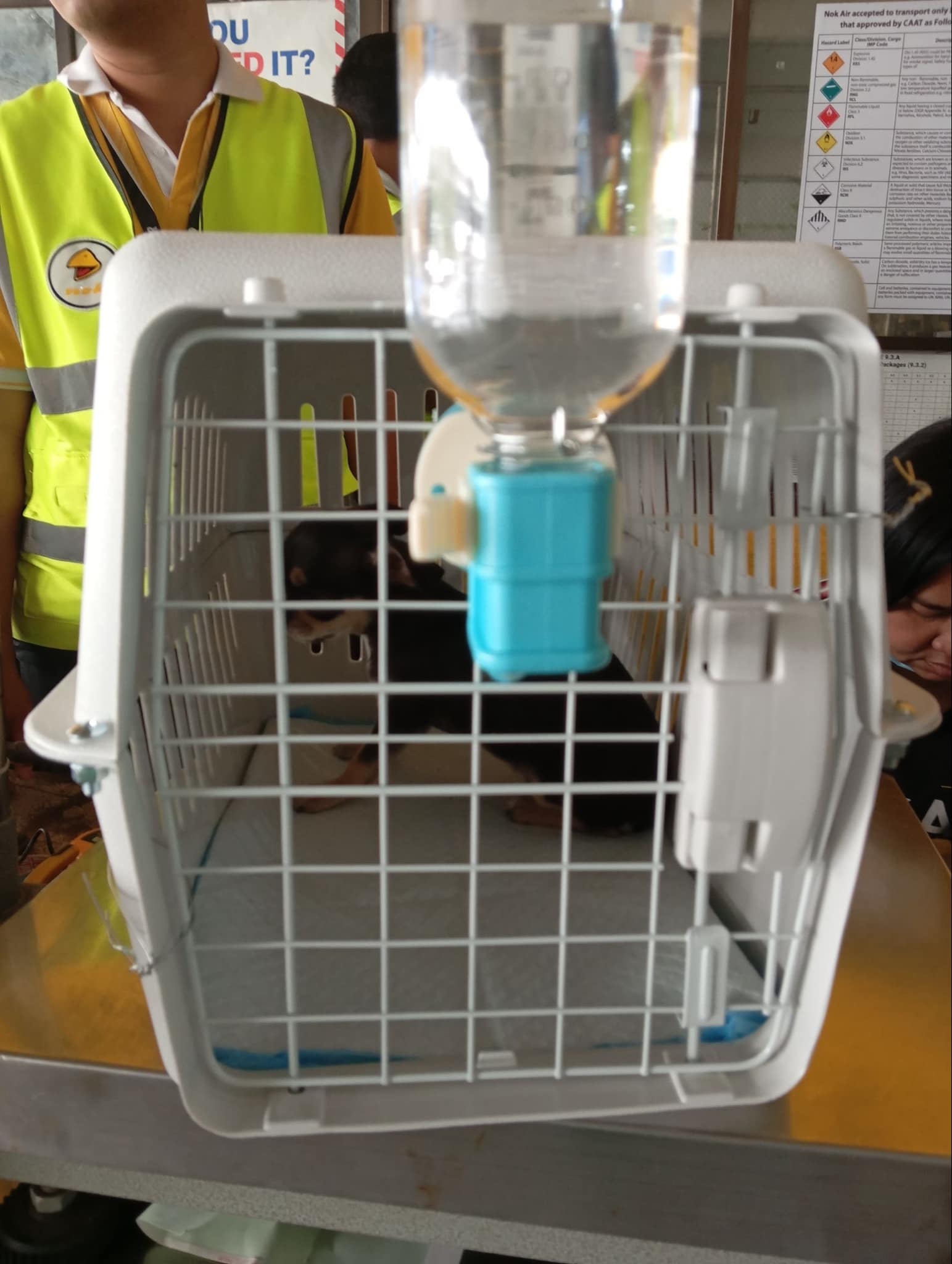 chihuahuathailand 
chihuahua 
ชิวาว่า 
ชิวาวา