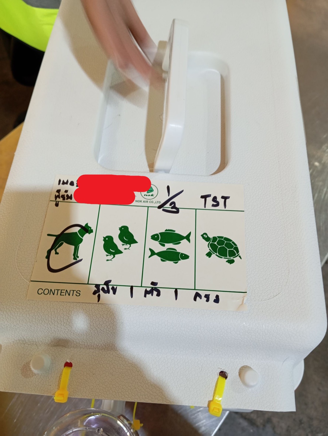 chihuahuathailand 
chihuahua 
ชิวาว่า 
ชิวาวา