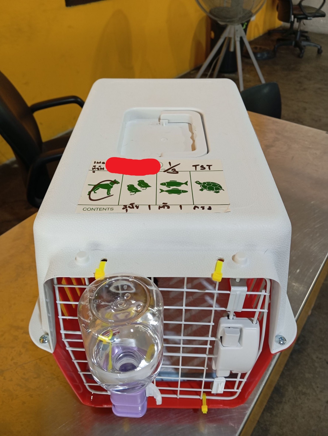 chihuahuathailand 
chihuahua 
ชิวาว่า 
ชิวาวา