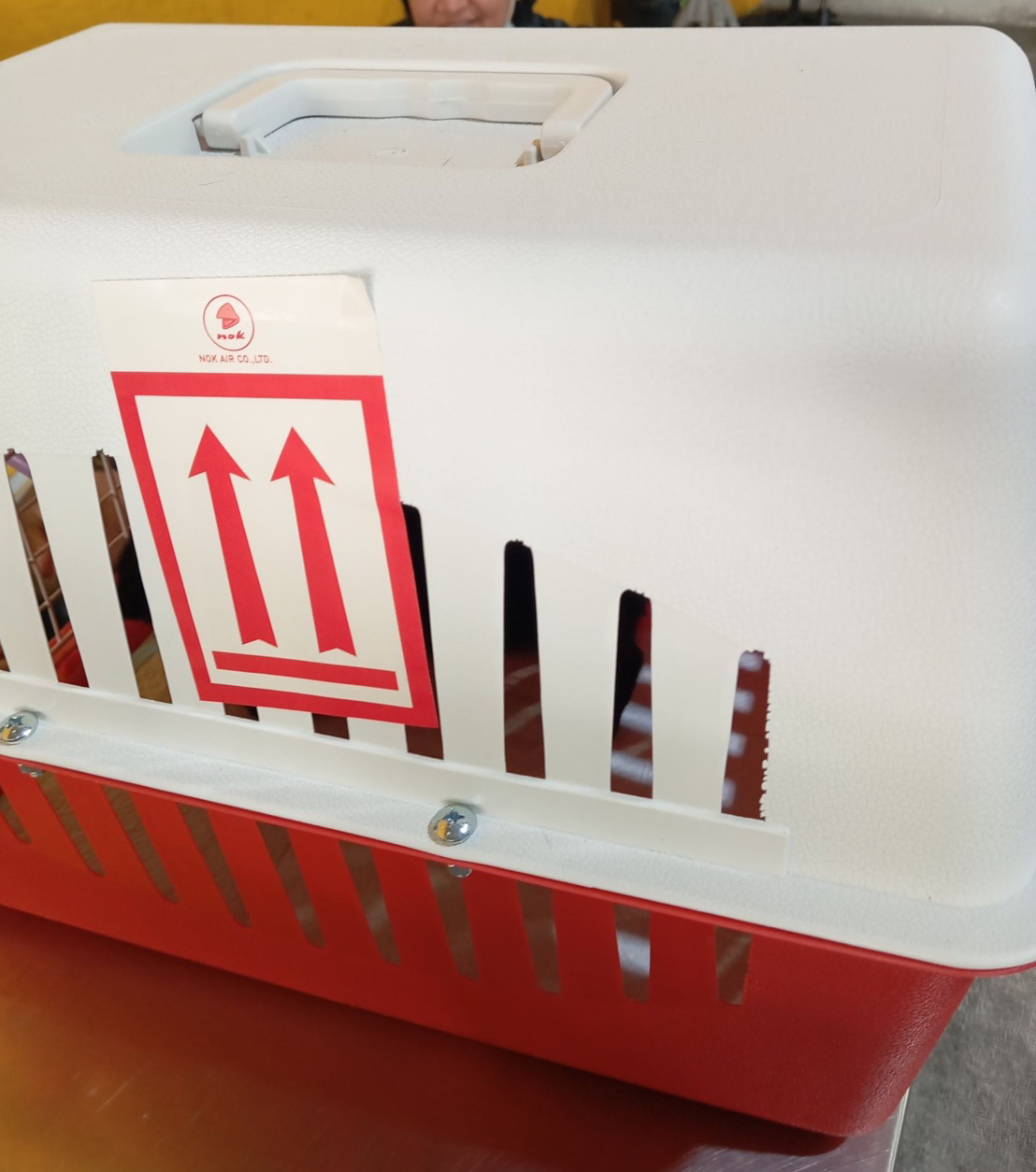 chihuahuathailand 
chihuahua 
ชิวาว่า 
ชิวาวา