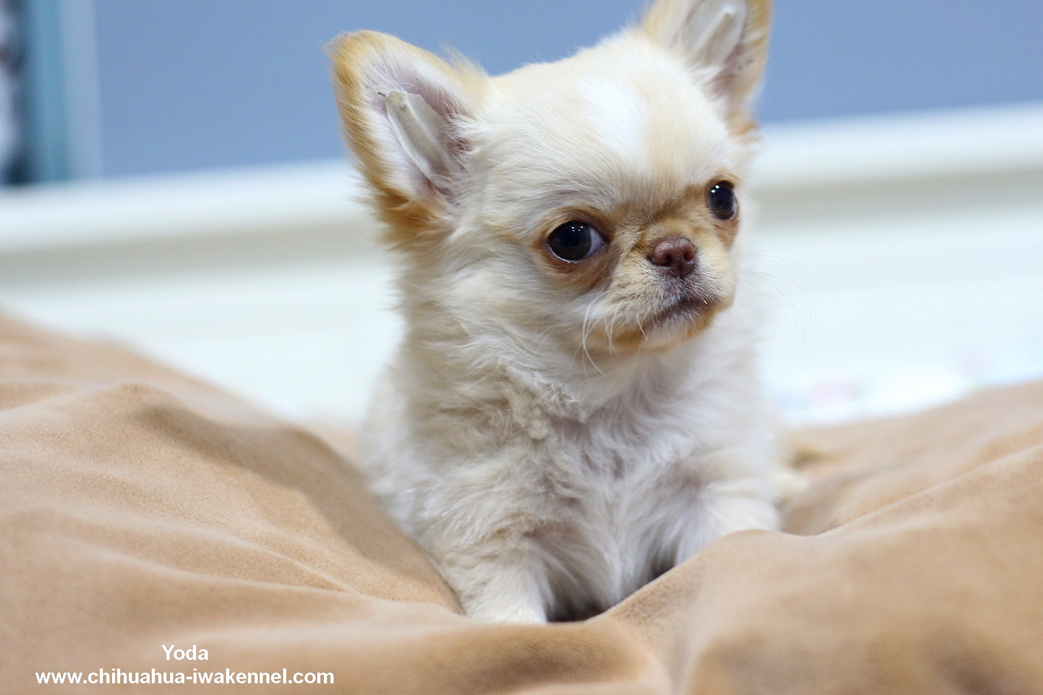 chihuahuathailand
chihuahua
ชิวาว่า
ชิวาวา